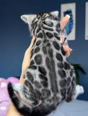 Güzel Bengal kedileri