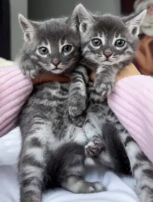 Sevimli Bengal kedileri