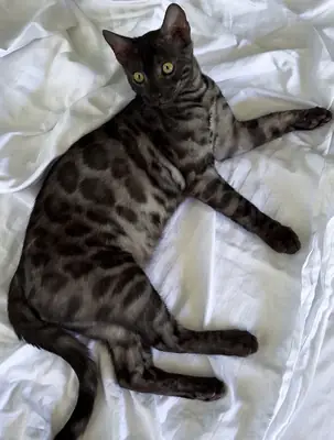 烟雾孟加拉猫