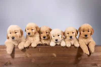 💛 Доступны кобели и суки золотистого ретривера | WhatsApp: 965 627 834