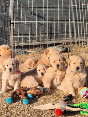 Machos e Fêmeas Golden Retriever. WhatsApp: 965 627 834