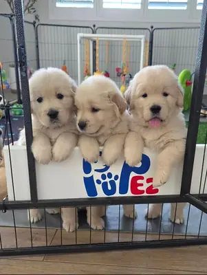 Golden Retriever Bebés | WhatsApp 965 627 834