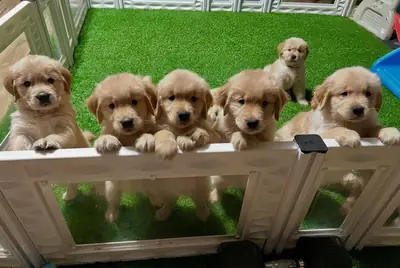Golden Retriever Bebé — Pequena Estrela Dourada | WhatsApp 965 627 834