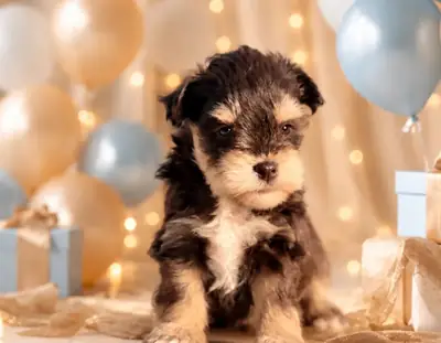 Schnauzer miniatura en adopción