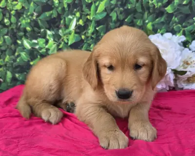 可爱的金毛猎犬幼犬待领养