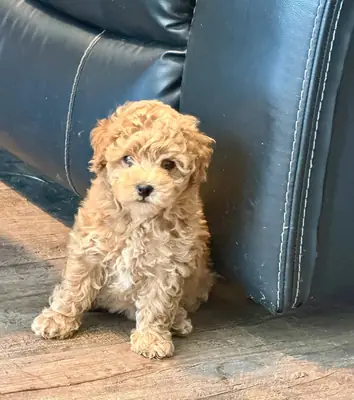 Cachorros Poochon