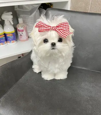 七只马尔济斯犬幼犬（*茶杯*尺寸）寻找新家庭