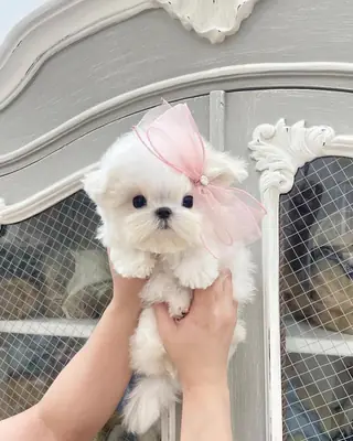 可爱的和卓越的马尔济斯犬幼犬。