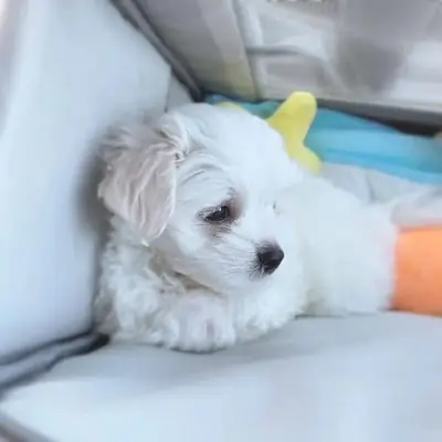 Disponibles preciosos cachorros de Bichón Maltés sanos