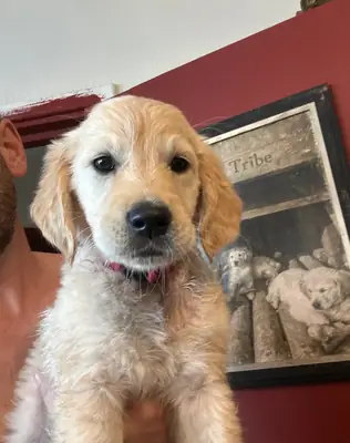 金毛寻回犬