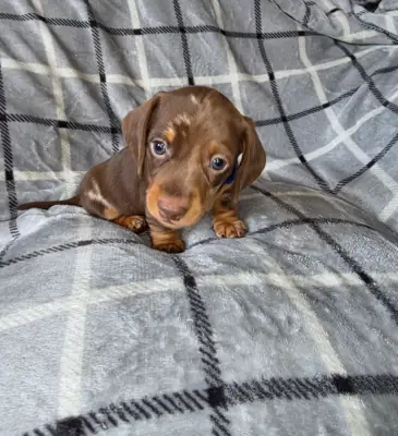 腊肠犬