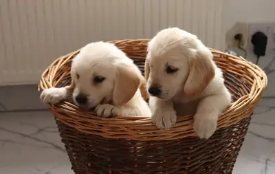 金毛寻回犬
