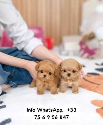 🥰 Милые, игривые и очаровательные Мальтипу собаки ждут вас.