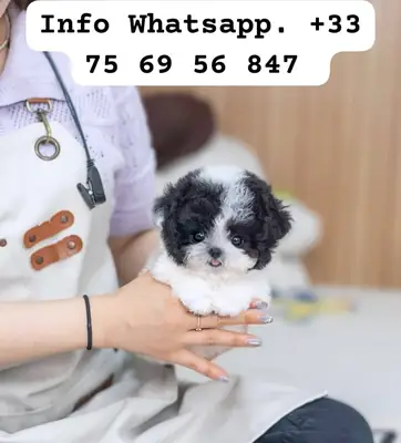 🐾 Очаровательные щенки Мальтипу доступны для присоединения к любящей семье.