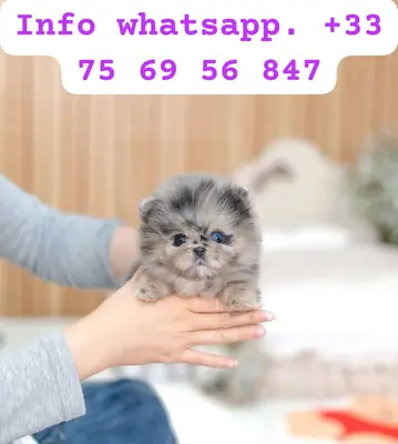 💕 可爱的柔软小狗，充满爱 — 准备被领养的Maltipoos 💕 Adora