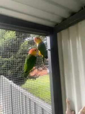 pareja de caique de vientre blanco (Pionites leucogaster)