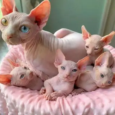 Не пропустите этих котят сфинксов!