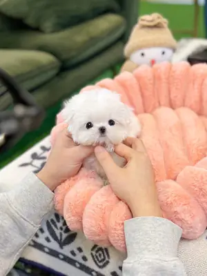 美丽的马尔济斯幼犬准备找到一个好家。