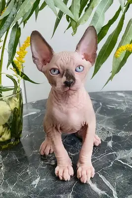 Mavi gözlü Sphynx kedicikler hemen teslim için hazır