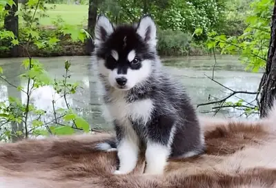 寻找新家的西伯利亚哈士奇幼犬