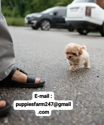 🐩❤️ Пудель ищет дом навсегда! Милый, игривый и полный любви.