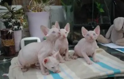 出售斯芬克斯小猫 斯芬克斯小猫