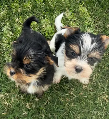 约克夏犬幼犬