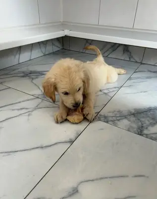 金毛寻回犬