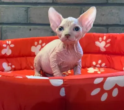 Котята сфинксы доступны для усыновления