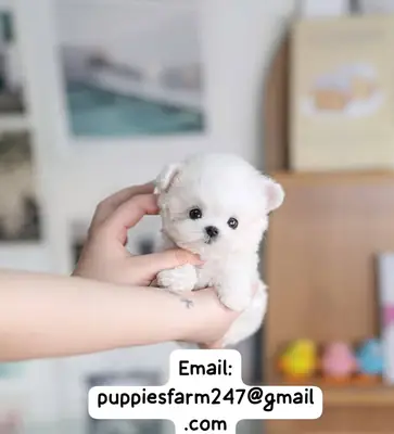 🥰🐶 Petit par la taille, énorme par l'affection ! Un joli Maltipoo attend un foyer sûr, heureux et plein d'amour.