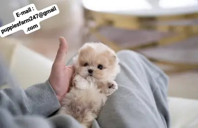 🏡🐾 ¡Un hogar para siempre es todo lo que busca! Este adorable Maltipoo está esperando una familia