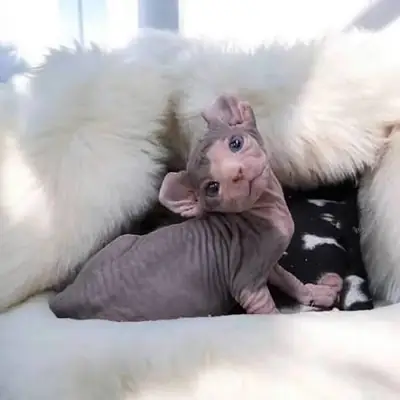 Preciosos gatitos Sphynx listos para su nuevo hogar