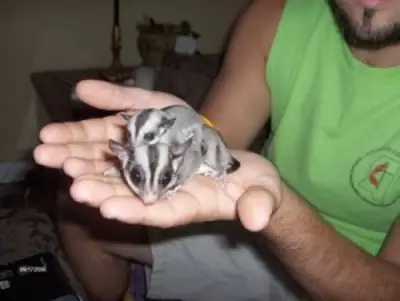 Sugar Gliders available