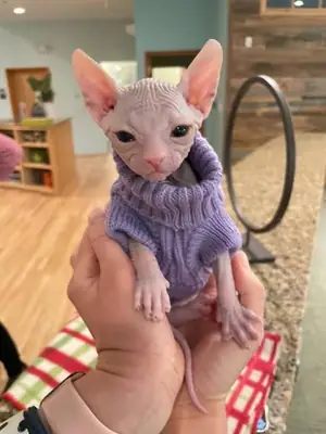Sevimli Sphynx kedileri