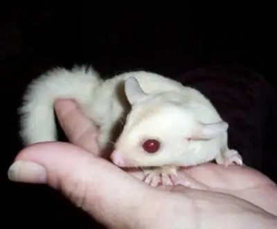 Sevimli şeker possumlar evlat edinme için