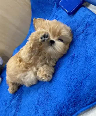 Maltipoo