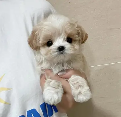 Chiots Maltipoo (tailles « Teacup » et « Toy ») en bonne santé à adopter gratuitement