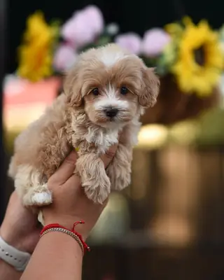 Chiots Maltipoo « teacup » disponibles à l'adoption. ... Chiots Maltipoo