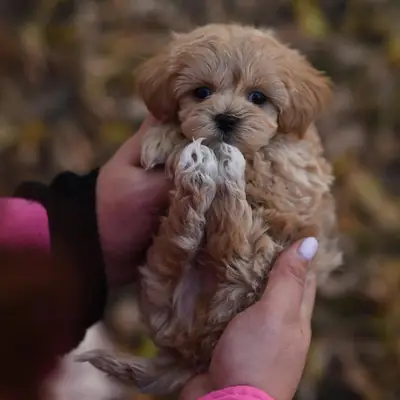 Harika Maltipoo yavruları sahiplenmek için