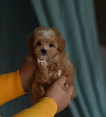 Deux chiots Maltipoo fauves et blancs