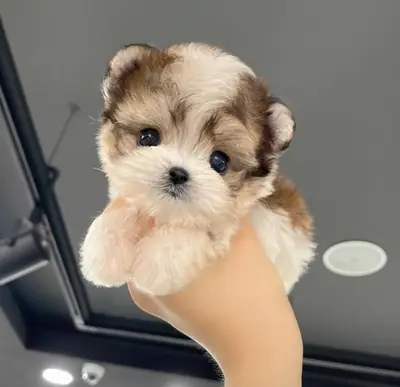 Maltipoo Puppies for Sale Near Me