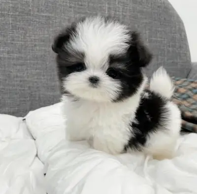 Maltipoo Puppies for sale