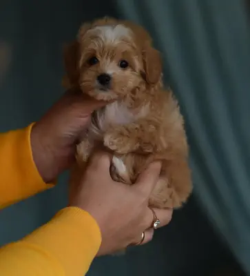 Free Maltipoo puppies for adoption / rehoming near me