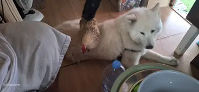 Samoyède, Husky