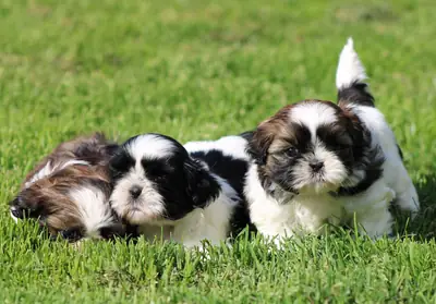 MAGNIFIQUE CHIOTS SHIH TZU A RESERVER
