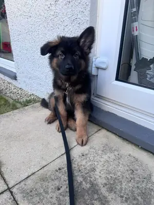 CHIOTS BERGER ALLEMAND Contact (vanessamadoo71 @ gmail .com)