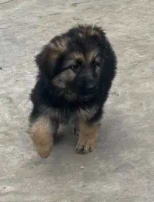Alman Çoban Köpeği Yavruları için İletişim (vanessamadoo71 @ gmail .com)