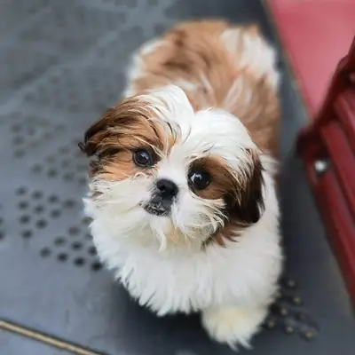 Cachorros Shih Tzu en adopción