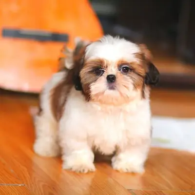可爱的和奇妙的西施犬幼犬准备交付。