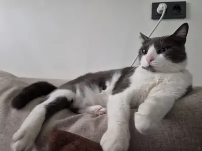 Lost Cat Boncuk